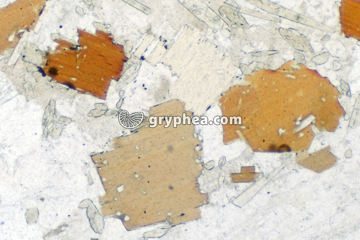 Biotite LPNA x10 - gryphea.com